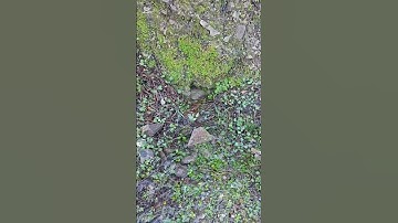 ماتيسر من سورة مريم #قرآن #المصحف #طبيعة #الرحمن