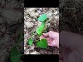 고구마 잎 쉽게 키우기 🌿
