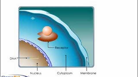 Glucocorticosteroid Mechansim of Action