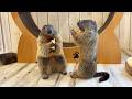 The World’s First! Japan’s Marmot Cafe is Born! | Marmot Village🦫