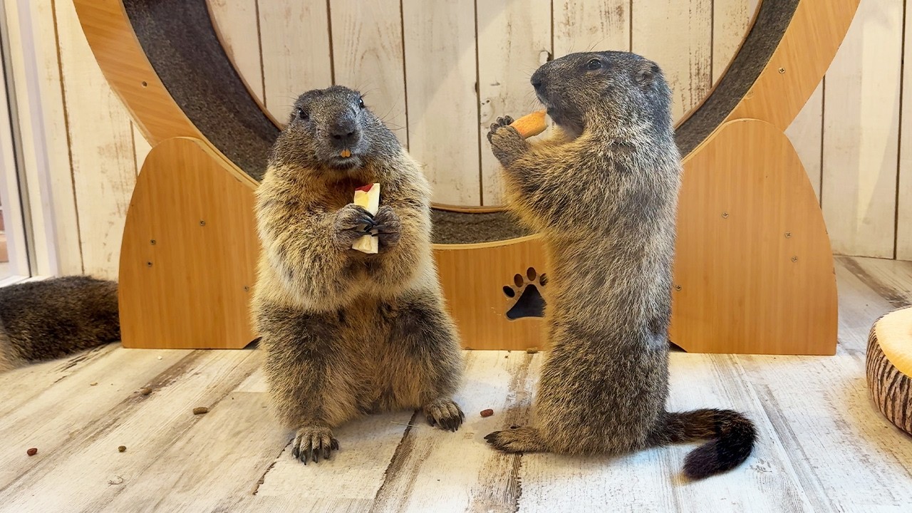 Первое в мире! В Японии открыли кафе сурков | Marmot Village🦫