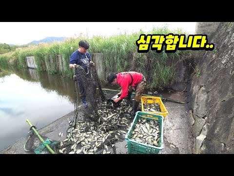 퇴치작전!! 양식장이 아닙니다.. 뭐든 다 삼켜 버리는 생태교란종 민물의 피라냐!!