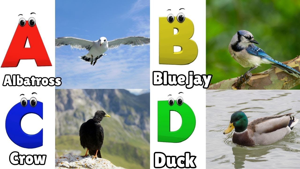 ABC Song | Birds ABC Song | Phonics for Kids| Learn ABC, Baby ...