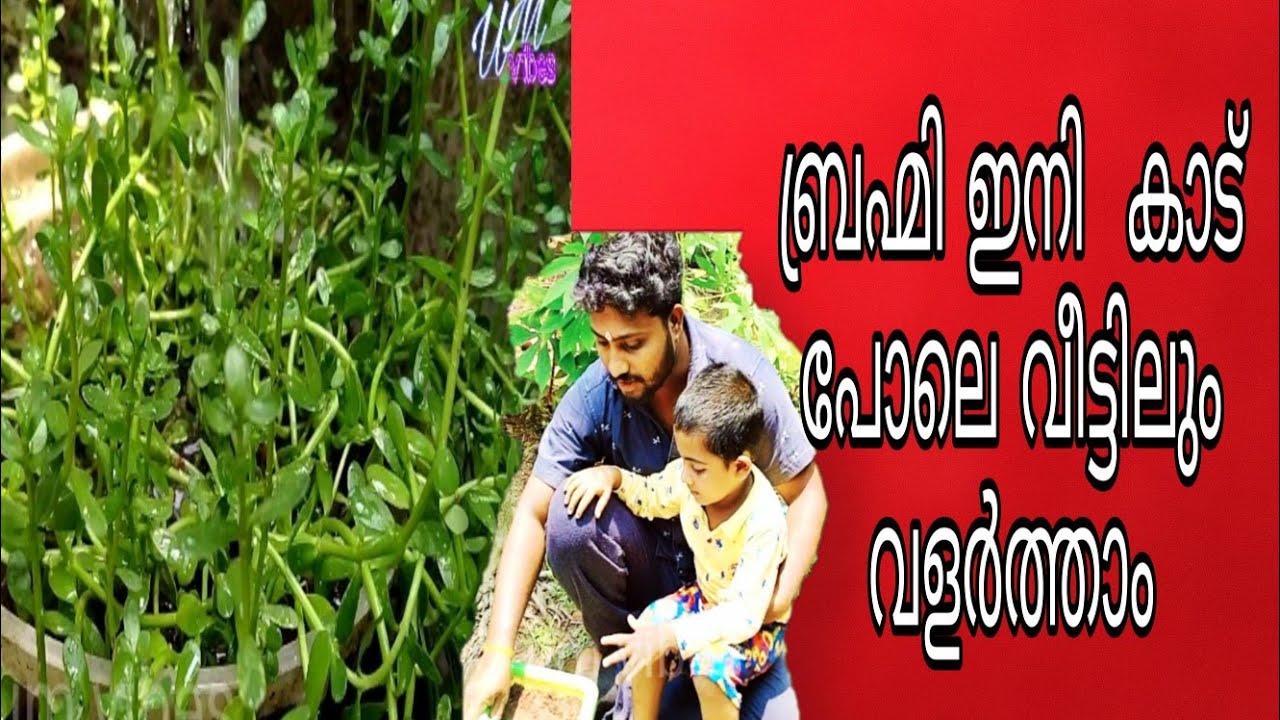ബ്രഹ്മി ഇനി വീട്ടുമുറ്റത്തും /grow brahmi plant at home YouTube