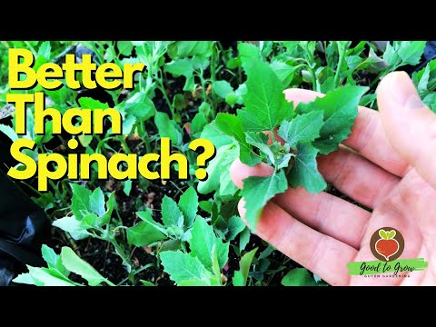 Video: Common Lambsquarters: come sbarazzarsi dell'erba di Lambsquarter