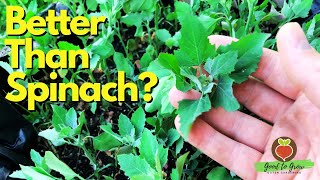 Best Tasting Edible Weed? Lambsquarters aka Goosefoot is Amazing!