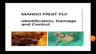 Mango Fruit Fly Identification Damage and Control Measures