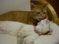 ラブラブな猫　Lovey-dovey cats