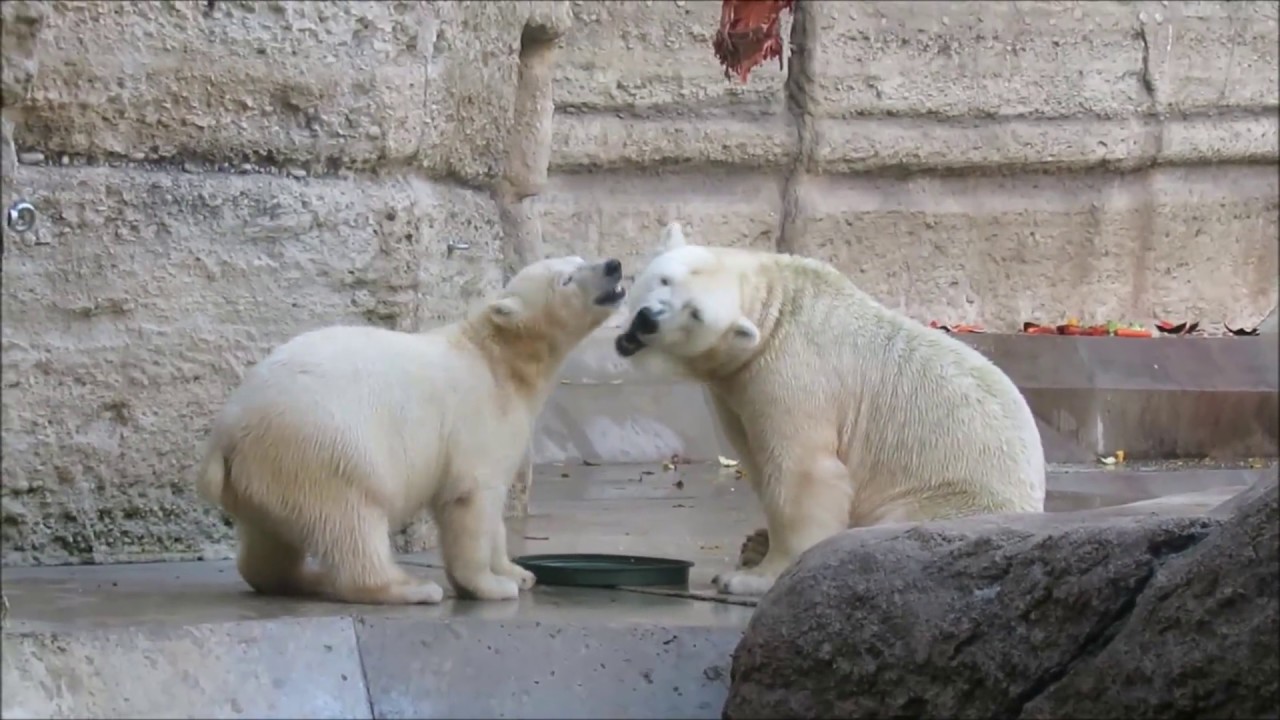 video phone beyonce mp3 GROSSES Bärchen