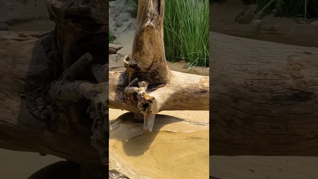New Bird Exhibit at Smithsonian National Zoo
