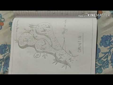 Biology practical with observations and diagrams Class 12th. Pause and Write.