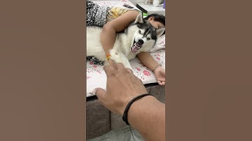 Kuchi kuchi sleeping with sister husky 😂 #jaidmeel