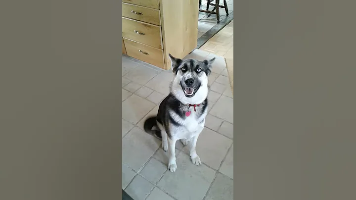 Service Dog In Training Signals Seizure