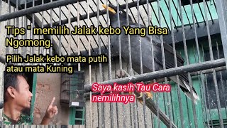 Cara Memilih Burung JALAK KEBO Yang Bisa Ngomong.