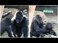 Infant Gorilla Bugs Senior Gorillaトトにちょっかいを出すリキ