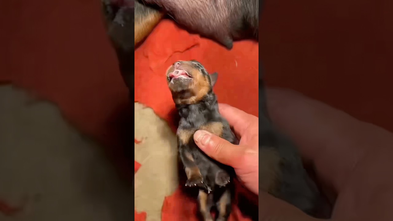 Puppy CPR #goodtoknow #vet #medicine #survival #lifehacks #funfacts #educational #hacks #goodtoknow