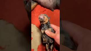 Puppy CPR #goodtoknow #vet #medicine #survival #lifehacks #funfacts #educational #hacks #goodtoknow