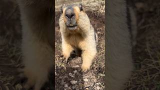 Shy and Sweet: The Adorable Himalayan Marmot's Bashful Moments #cutemarmot #marmot #marmota