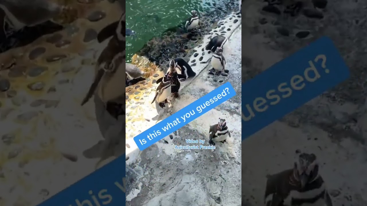Penguins sound like WHAT?! 😳