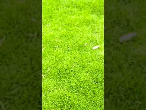 افضل انواع النجيل لزراعه المسطحات الخضراء