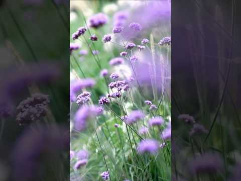 가을이 오는 소리