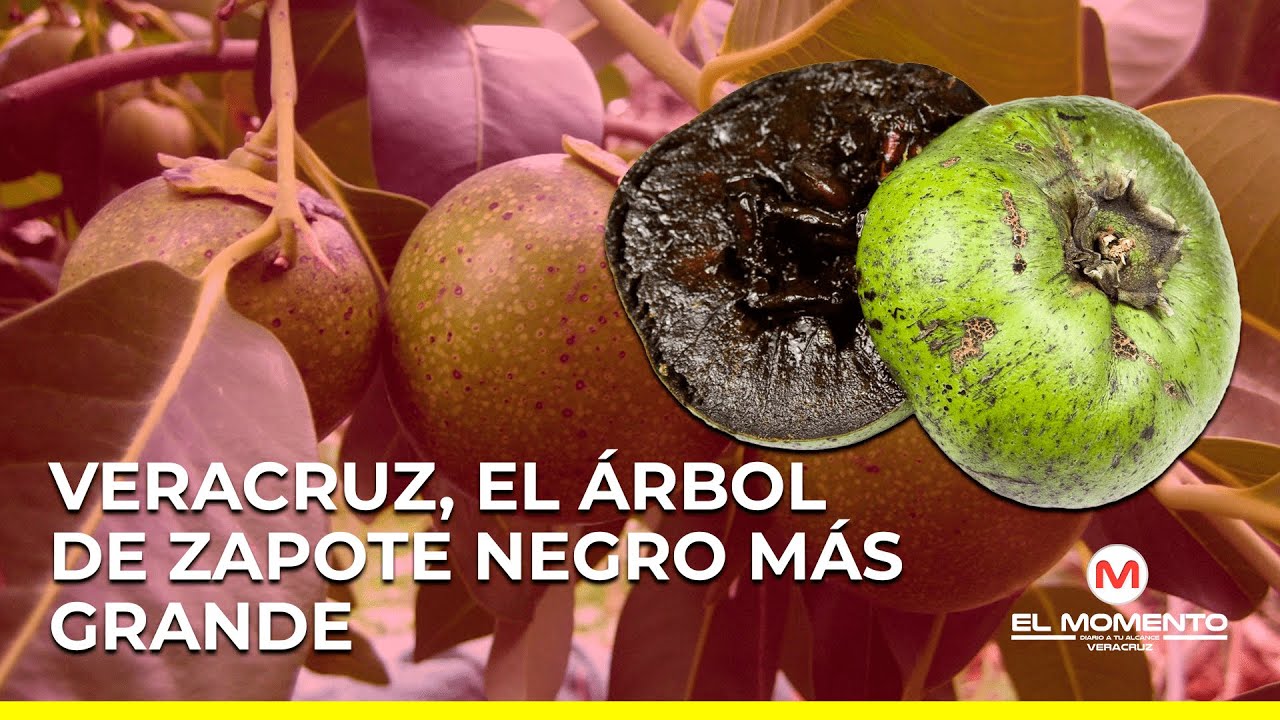 Veracruz, el árbol de zapote negro más grande del país