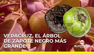 Veracruz, el árbol de zapote negro más grande del país