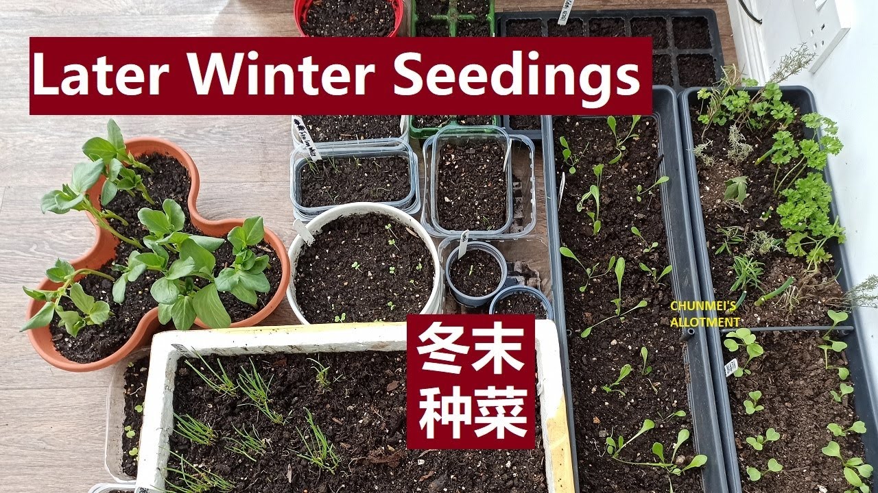 英国冬末早春种的菜 21英国种菜what I Grow Sow In Late Winter In Scotland Uk Vegetable Gardening Youtube