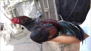 Cocheira Evolução Reprodutores E Frangos Barrigueiros