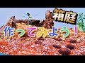 「カッコよく育てる塊根植物」第44話