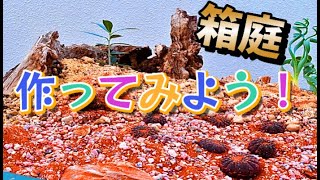 「カッコよく育てる塊根植物」第44話