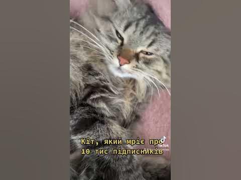 Сибірський кіт - зірка - YouTube
