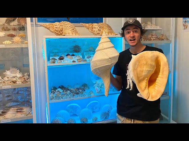 MY SUPER RARE $20,000 SEASHELL COLLECTION ROOM! Room Tour of The best Seashell Collection room ever! class=