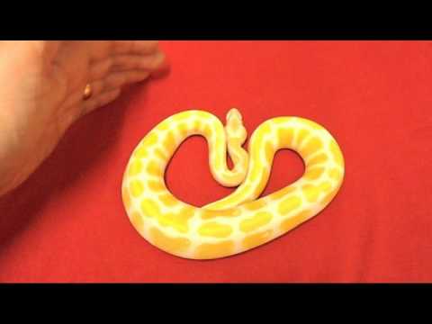 Ball Python Collection - YouTube