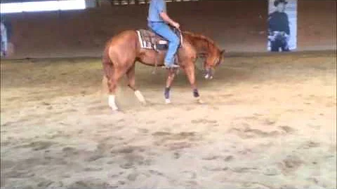 Matthew Fraley 3yr old gelding