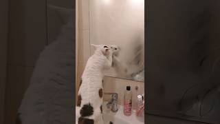 Devon Rex cat washes the mirror with its paws