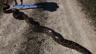 WATCH: Florida Man Wrestles Giant Snakes for the Environment, Profit