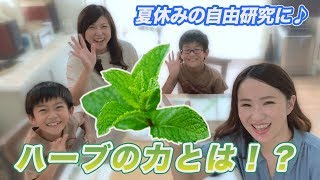 【アス飯レシピ動画★山瀬理恵子の今日もアス飯Vol.4】夏休みの自由研究に♪ハーブの力とは！？