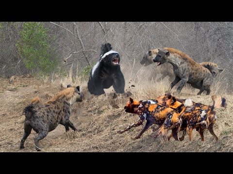 THE MOST FEARLESS ANIMAL ON THE WHOLE PLANET NYEGERE MNYAMA ASIEOGOPA KITU DUNIANI