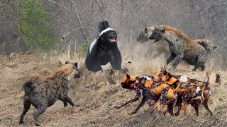 THE MOST FEARLESS ANIMAL” ON THE WHOLE PLANET/ (NYEGERE MNYAMA ASIEOGOPA KITU DUNIANI)