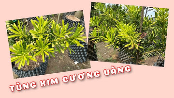 Cây Tùng kim cương VÀNG 9999 | 0386569374 - Ngọc Ngân Bến Tre | Chuyên cây độc lạ
