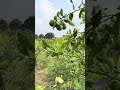 Lemon Best Variety Karan Samrat Nimbu Narwalorganicfarm