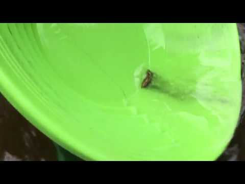 Лоток старателя Дипсис 15 Производственный архив испытаний 24 DEEPSEES