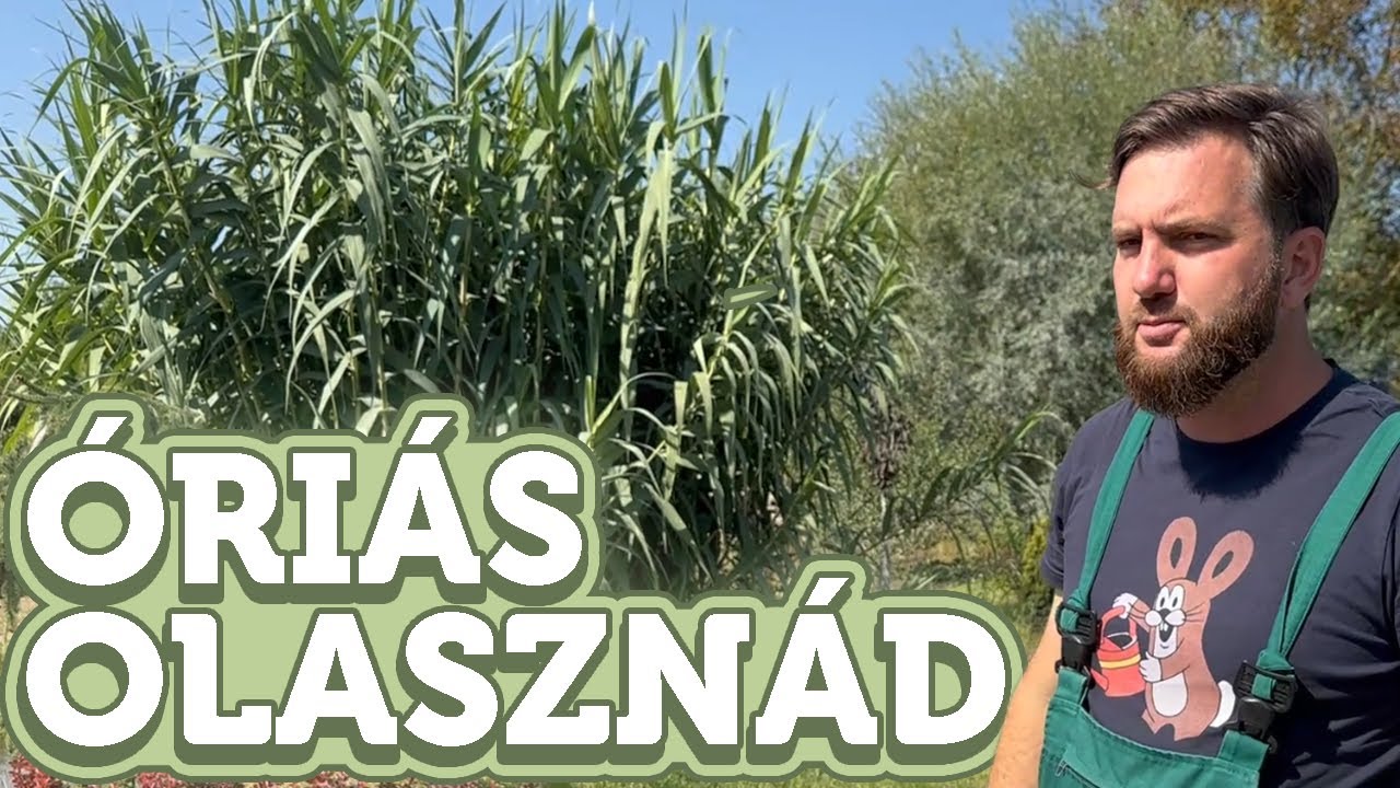Óriás olasznád | Arundo donax  | Megyeri Szabolcs