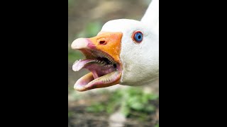 Oli Zigzag Plays The Lift