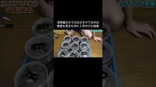 世界最大クラスのオオクワガタの絶景を見るために1年かけた結果