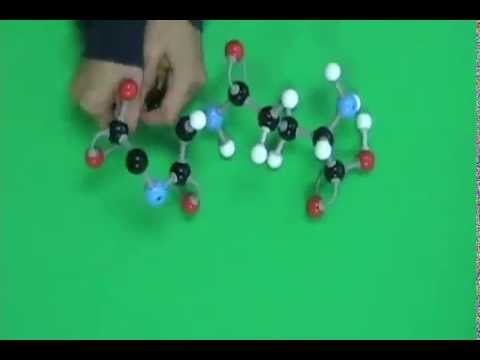 fraction calculator Glutathione