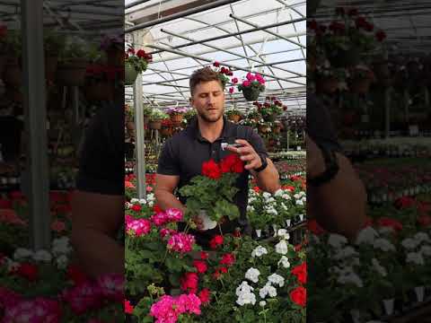 Video: Geranium - Interessante Soorten En Variëteiten