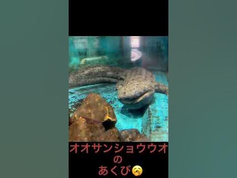 オオサンショウウオのあくび - Hq2