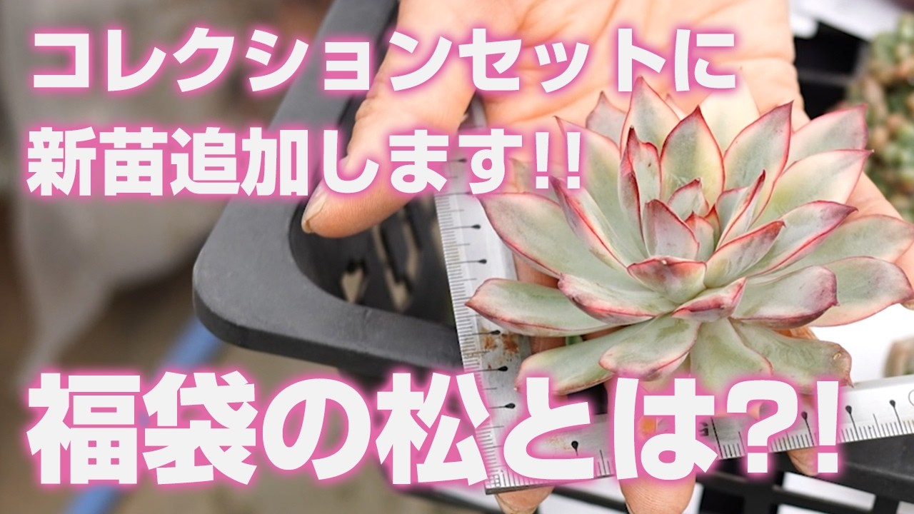 2026.06.22【多肉植物】コレクションセットに新苗追加します!!福袋